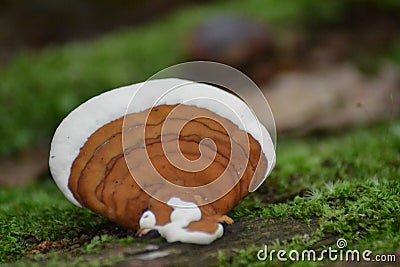 mushrooms in boneo forest Stock Photo