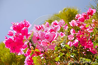 On the island of Crete grow beautiful red flowers Stock Photo