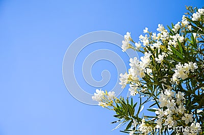 On the island of Crete grow beautiful white flowers Stock Photo