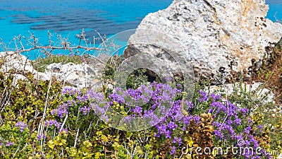 Island of Favignana, Trapani, Sicily - Mediterranean scrub flora right over the turquoise sea, with rosemary and other wild herbs Stock Photo