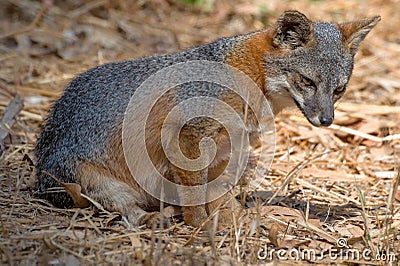 Island fox, Channel Islands National Park Stock Photo