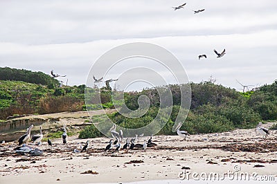 Island Nest Stock Photo