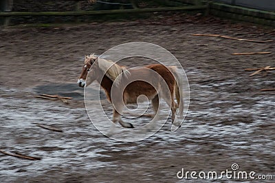 Island pony horse brown galopping motion blurred background Stock Photo