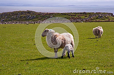 Islay sheep Stock Photo