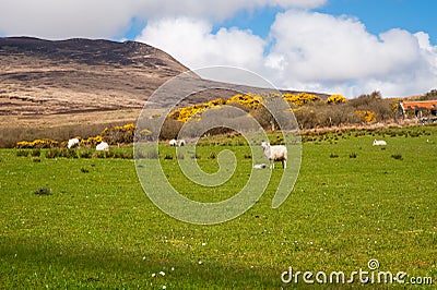 Islay sheep Stock Photo