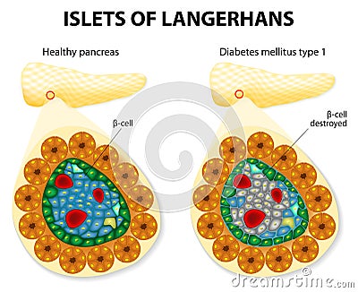 Islets of Langerhans Vector Illustration