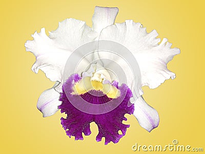 Islolated White and Purple Cattleya orchid with yellow background Stock Photo