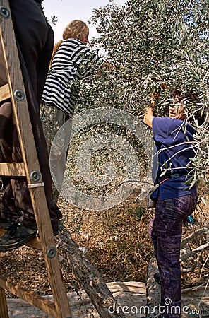 ISM volunteers in an olive grove, Palestine Editorial Stock Photo