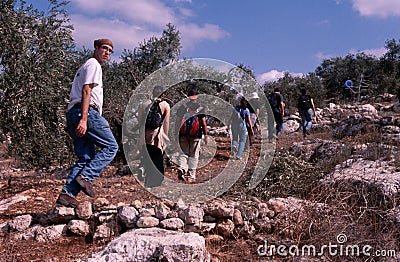 ISM volunteers in an olive grove, Palestine Editorial Stock Photo