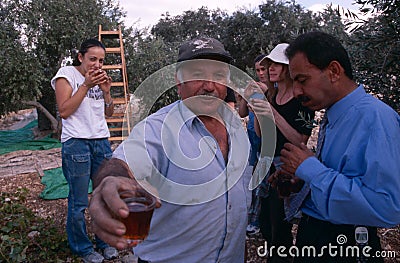 ISM volunteers and Palestinian workers in an olive grove, Palestine. Editorial Stock Photo