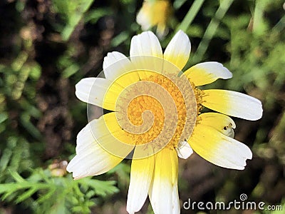 Ismelia carinata Chrysanthemum carinatum Schousb. Stock Photo