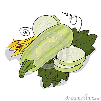 Isolate courgette or zucchini Vector Illustration