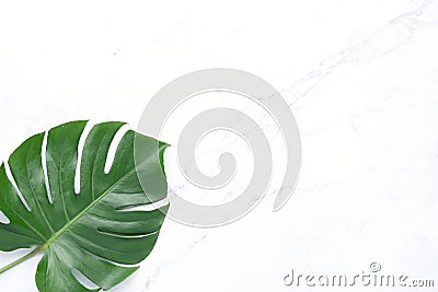 Isolate Dark green Monstera large leaves, philodendron tropical foliage plant growing in wild on white mable rock background Stock Photo