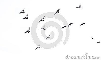 Isolate Doves are flying in many beautiful skies.white background Stock Photo