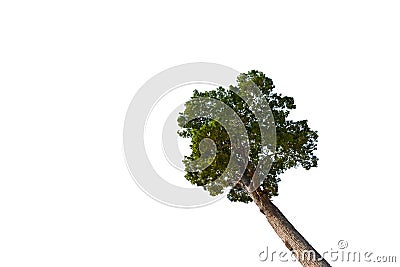 Isolate image, view from the bottom of a tall tree. Stock Photo
