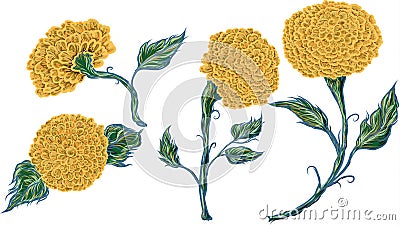 isolate marigold flower vector Vector Illustration