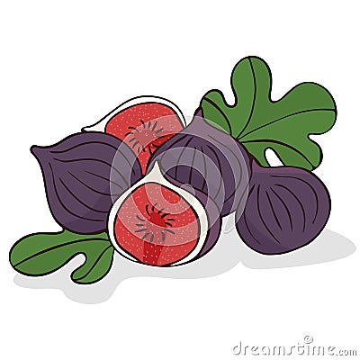 Isolate ripe figs or fig fruits Vector Illustration