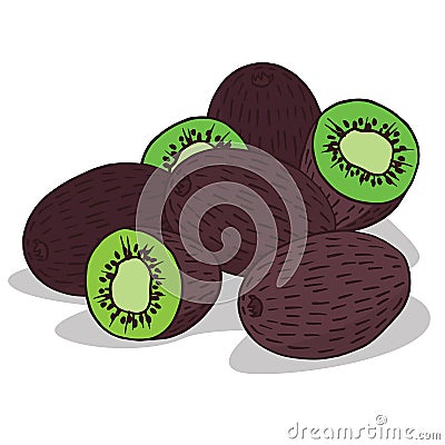 Isolate ripe kiwi fruit Vector Illustration