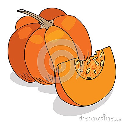 Isolate ripe squash or pumpkin Vector Illustration