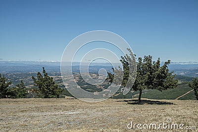 Isolate tree in the field Stock Photo