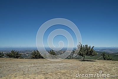 Isolate tree in the field Stock Photo