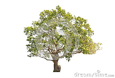 Isolate tree Stock Photo