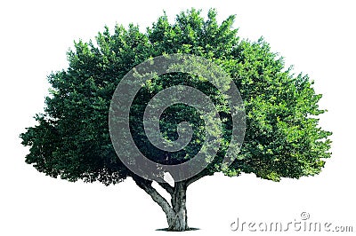 Isolate Tree, nature, Ficus microcarpa Stock Photo