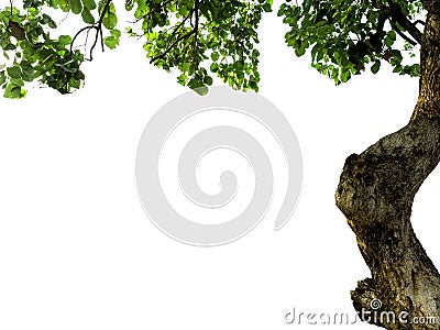 The isolate of the tree part Stock Photo