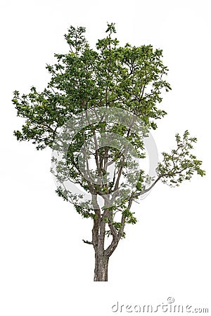 Isolate tree on white background Stock Photo