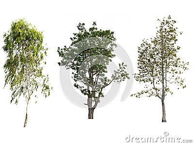 Isolate tree on white background Stock Photo