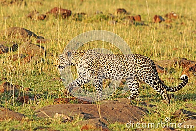 An Isolated African Leopard walking across the savannah in the Masai Mara Stock Photo