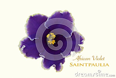 Isolated African violet flower Stock Photo