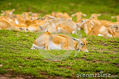 An isolated, alert female swamp deer catches the camera focus as she sits in front of the herd Stock Photo
