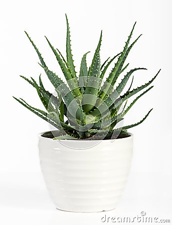 Isolated Aloe Vera Plant on White Pot Stock Photo