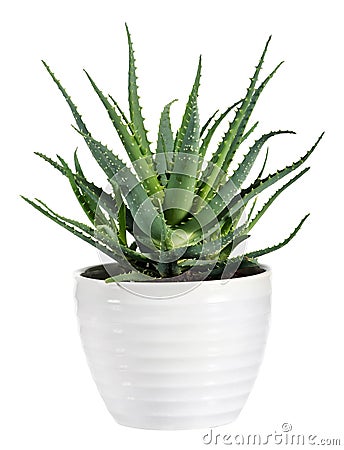 Isolated Aloe Vera Plant on White Pot Stock Photo