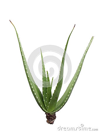 Isolated Aloe Vera on white background with clipping path Stock Photo
