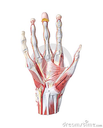 Isolated anatomic model of a human hand Stock Photo