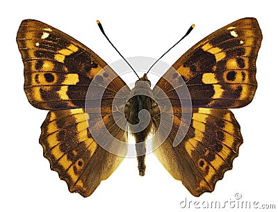 Isolated Apatura ilia butterfly Stock Photo