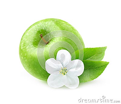 Isolated apple flower and green apple Stock Photo