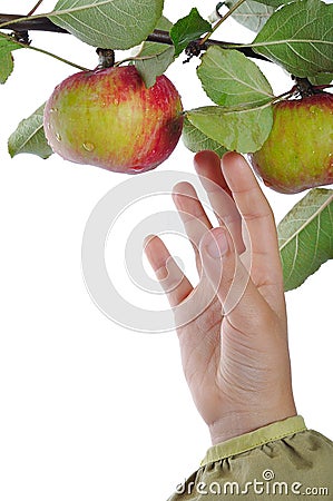 Isolated apple, harvest time Stock Photo