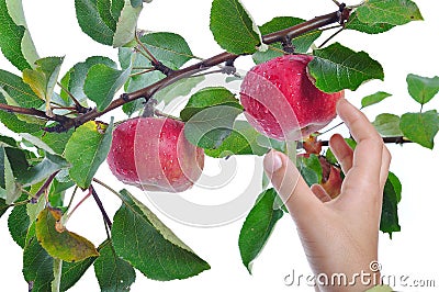Isolated apple, harvest time Stock Photo