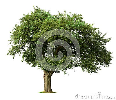 Isolated apple tree Stock Photo