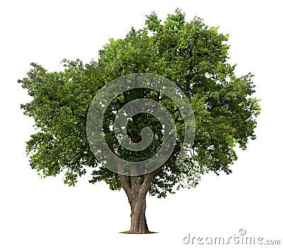 Isolated apple tree Stock Photo