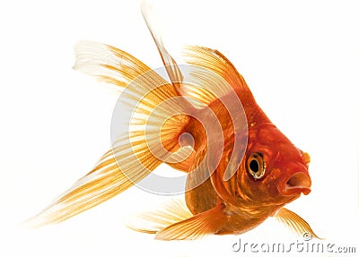 Isolated Approaching Goldfish Stock Photo