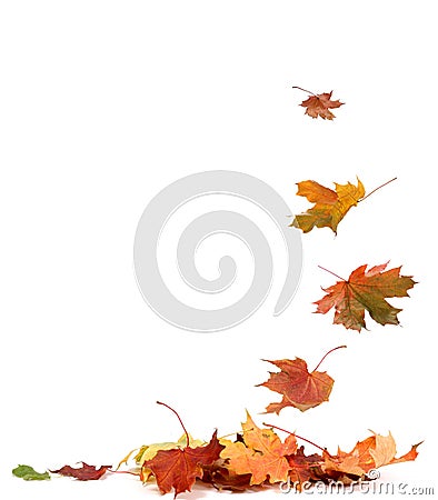 Isolated autumn leaves Stock Photo