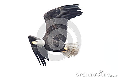 Isolated Bald Eagle Stock Photo