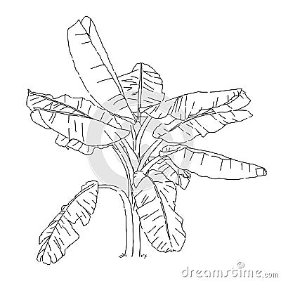 Isolated of banana tree, sketch of tropical palm plant vector Vector Illustration