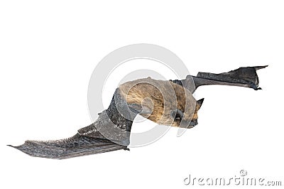 Isolated bat Stock Photo