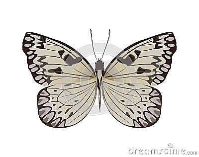 Isolated beautiful butterfly. Vector Illustration