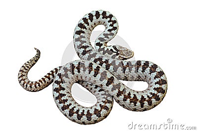 Isolated beautiful european common crossed viper Stock Photo